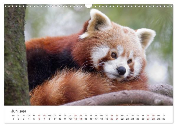 Produktbild: Rote Pandas - geschickte Kletterer (Wandkalender 2026 DIN A3 quer), CALVENDO Monatskalender