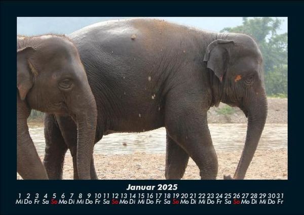 Produktbild: Elefanten Kalender 2025 Fotokalender DIN A5