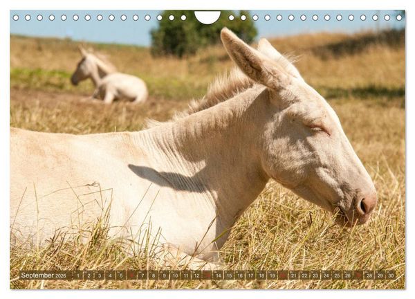 Produktbild: Lichtbringer - &Ouml;sterreichisch-Ungarische Barockesel (Wandkalender 2026 DIN A4 quer), CALVENDO Monatskalender