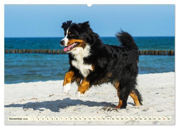 Produktbild: Berner Sennenhunde am Strand (Wandkalender 2026 DIN A2 quer), CALVENDO Monatskalender