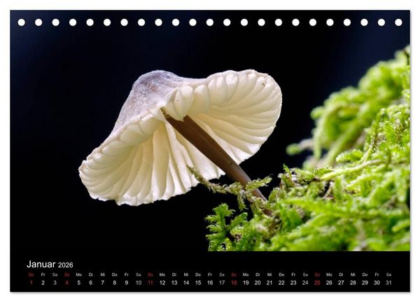 Produktbild: Pilze (Tischkalender 2026 DIN A5 quer), CALVENDO Monatskalender