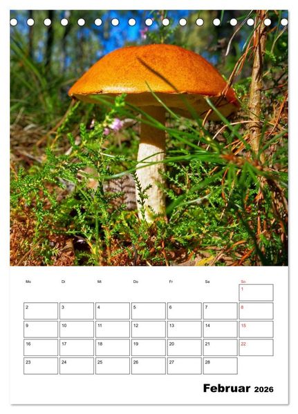 Produktbild: Heimische Waldpilze (Tischkalender 2026 DIN A5 hoch), CALVENDO Monatskalender