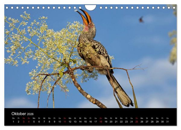 Produktbild: Eindr&uuml;cke aus Namibia (Wandkalender 2026 DIN A4 quer), CALVENDO Monatskalender