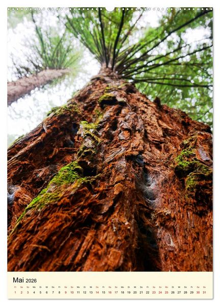 Produktbild: Redwoods - Faszination Mammutb&auml;ume (Wandkalender 2026 DIN A2 hoch), CALVENDO Monatskalender
