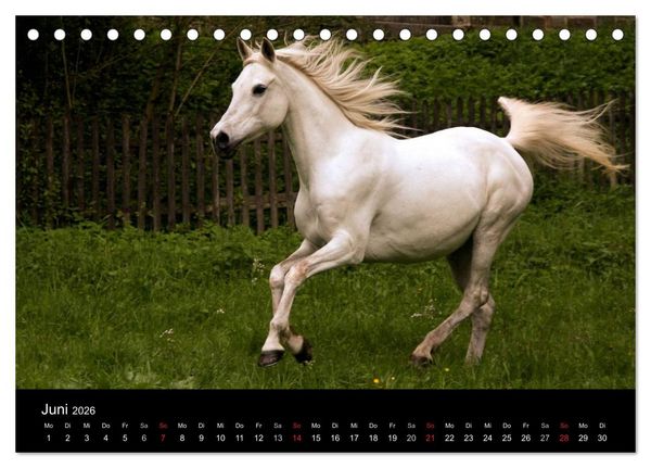Produktbild: Pferde - m&auml;chtig, stolz & sch&ouml;n (Tischkalender 2026 DIN A5 quer), CALVENDO Monatskalender
