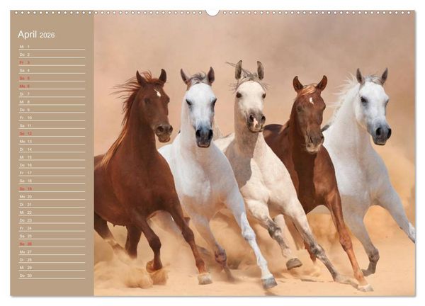 Produktbild: Pferde. Araber im W&uuml;stensand (Wandkalender 2026 DIN A2 quer), CALVENDO Monatskalender