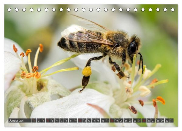 Produktbild: Sehe die Bienen (Tischkalender 2026 DIN A5 quer), CALVENDO Monatskalender