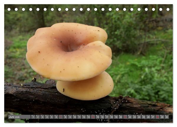 Produktbild: PILZE IM WALD (Tischkalender 2026 DIN A5 quer), CALVENDO Monatskalender