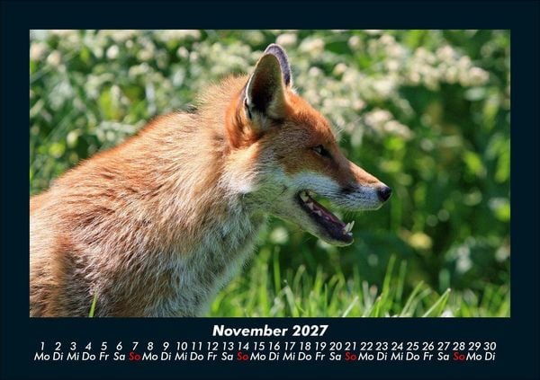 Produktbild: Waldbewohner 2027 Fotokalender DIN A5