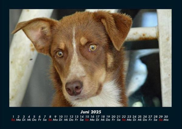 Produktbild: Der Hundekalender 2025 Fotokalender DIN A4