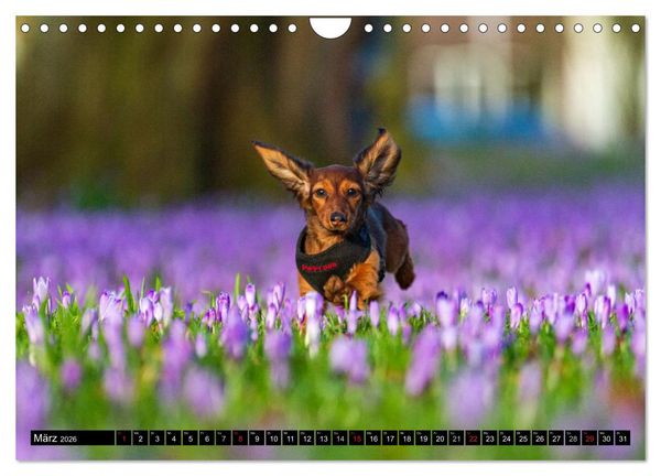 Produktbild: DACKEL 2026 Frech und Liebenwert (Wandkalender 2026 DIN A4 quer), CALVENDO Monatskalender