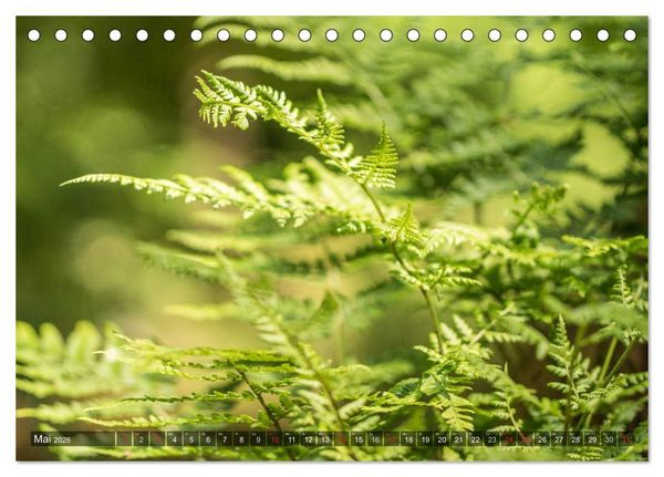 Produktbild: Feng Shui Farben - Element: Holz (Tischkalender 2026 DIN A5 quer), CALVENDO Monatskalender