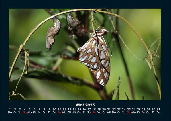 Produktbild: Bunte Pracht der Schmetterlinge 2025 Fotokalender DIN A4