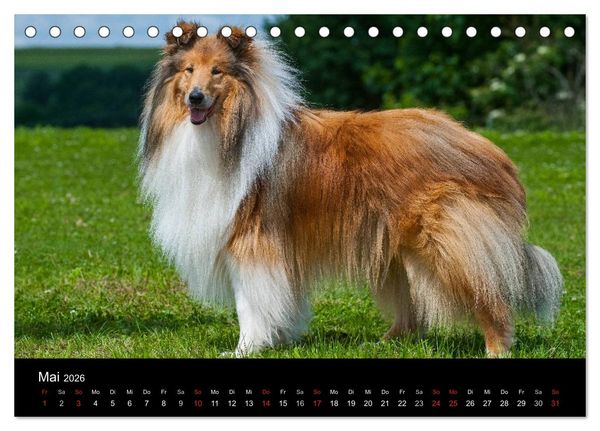 Produktbild: Faszination Collie 2026 (Tischkalender 2026 DIN A5 quer), CALVENDO Monatskalender