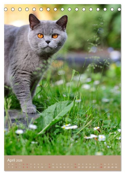 Produktbild: Britisch Kurzhaar Katzenkalender (Tischkalender 2026 DIN A5 hoch), CALVENDO Monatskalender