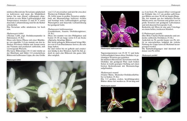 Produktbild: Bromelien, Orchideen und Farne im Tropenterrarium