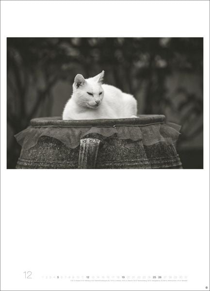 Produktbild: Cats Edition Kalender 2027