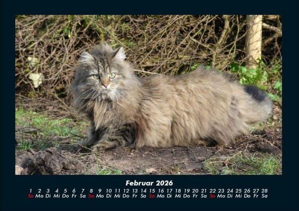 Produktbild: F&uuml;r Katzenfreunde 2026 Fotokalender DIN A4