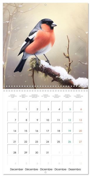 Produktbild: Ailes en sc&egrave;ne (Calendrier mural carr&eacute; 2026 30x30 cm) Calendrier double avec une page pour vos prises de notes