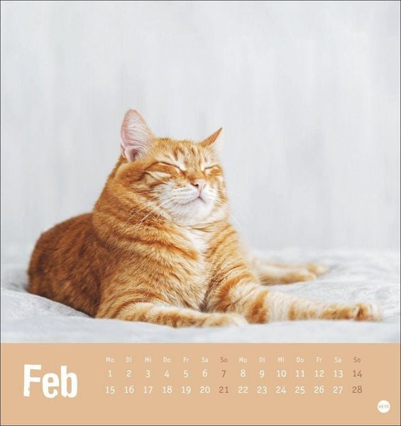 Produktbild: Tierisch entspannte Katzen Postkartenkalender 2027