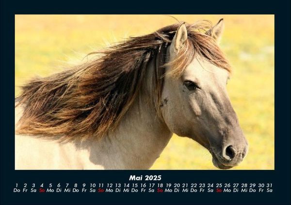 Produktbild: Pferdegefl&uuml;ster 2025 Fotokalender DIN A4
