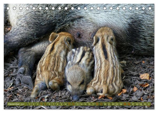 Produktbild: Wildschweins Kinderstube - Freche Frischlinge (Tischkalender 2027 DIN A5 quer), CALVENDO Monatskalender