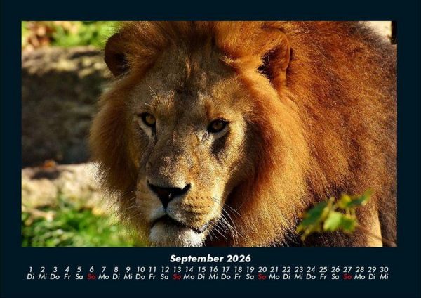 Produktbild: L&ouml;wen in der Wildnis 2026 Fotokalender DIN A4