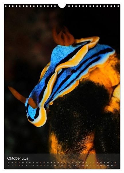 Produktbild: Nudibranches Meeresnacktschnecken aus Nord-Sulawesi (Wandkalender 2026 DIN A3 hoch), CALVENDO Monatskalender
