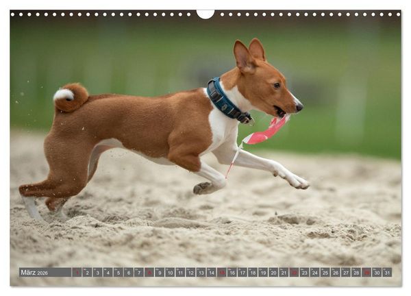 Produktbild: Der Basenji (Wandkalender 2026 DIN A3 quer), CALVENDO Monatskalender