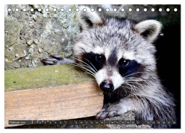 Produktbild: Besuch vom Waschb&auml;r (Tischkalender 2026 DIN A5 quer), CALVENDO Monatskalender