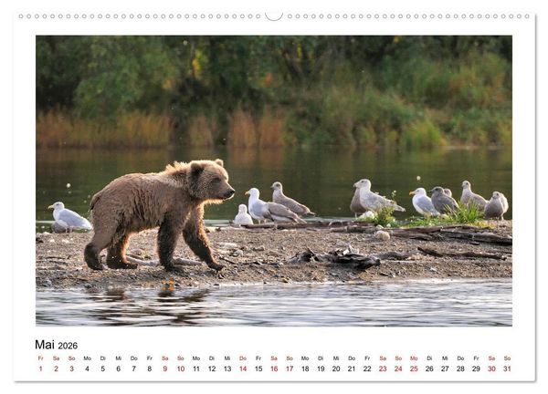 Produktbild: Braunb&auml;ren in Alaska (hochwertiger Premium Wandkalender 2026 DIN A2 quer), Kunstdruck in Hochglanz