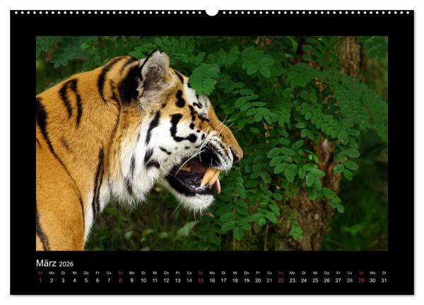 Produktbild: Welt der Katzen - Tiger (hochwertiger Premium Wandkalender 2026 DIN A2 quer), Kunstdruck in Hochglanz