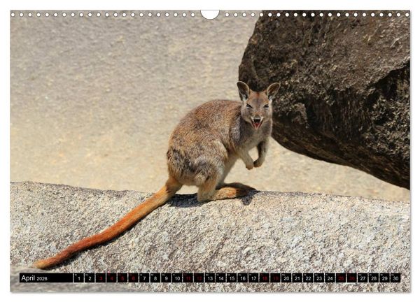 Produktbild: Koala, K&auml;nguru und Co. &ndash; Das wilde Tierreich Australiens (Wandkalender 2026 DIN A3 quer), CALVENDO Monatskalender