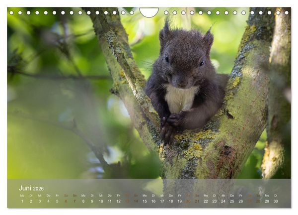 Produktbild: Bezaubernde Eichh&ouml;rnchen (Wandkalender 2026 DIN A4 quer), CALVENDO Monatskalender