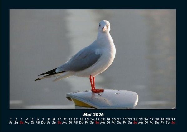 Produktbild: Vogelparadies 2026 Fotokalender DIN A4