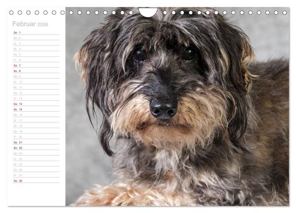 Produktbild: Rauhaardackel Motte & Friends (Wandkalender 2026 DIN A4 quer), CALVENDO Monatskalender
