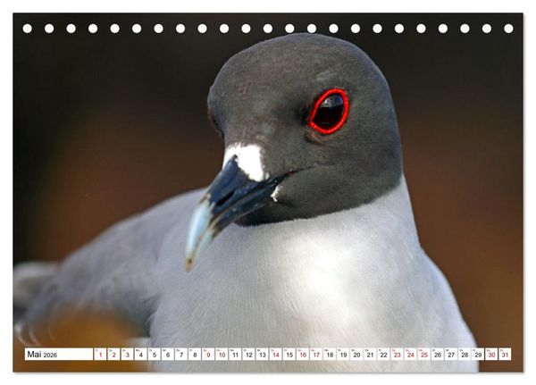 Produktbild: Gal&aacute;pagos - Die verwunschenen Inseln (Tischkalender 2026 DIN A5 quer), CALVENDO Monatskalender