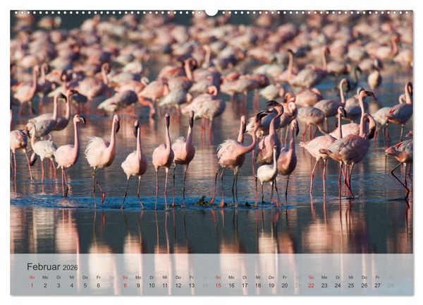 Produktbild: Flamingo Impressionen 2026 (hochwertiger Premium Wandkalender 2026 DIN A2 quer), Kunstdruck in Hochglanz