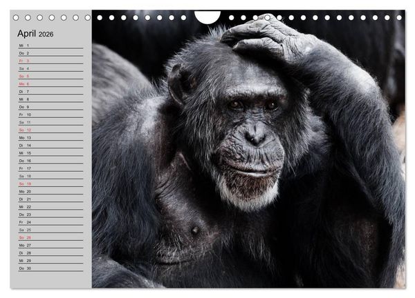 Produktbild: Schimpansen (Wandkalender 2026 DIN A4 quer), CALVENDO Monatskalender