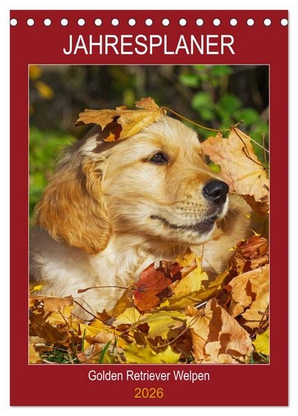 Produktbild: Jahresplaner Golden Retriever Welpen (Tischkalender 2026 DIN A5 hoch), CALVENDO Monatskalender