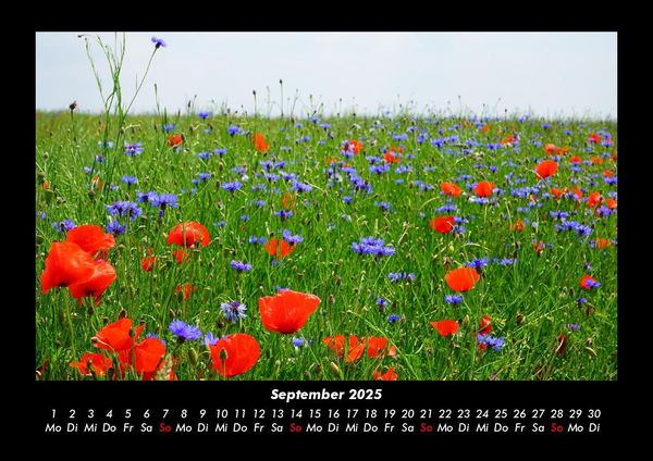 Produktbild: Pflanzen und Bl&uuml;ten 2025 Fotokalender DIN A3
