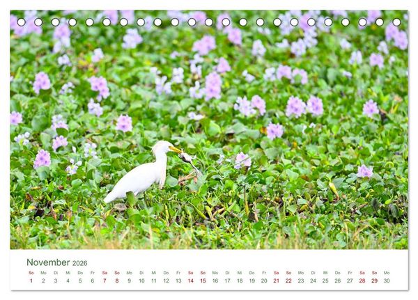 Produktbild: Tierwelten UGANDA (Tischkalender 2026 DIN A5 quer), CALVENDO Monatskalender