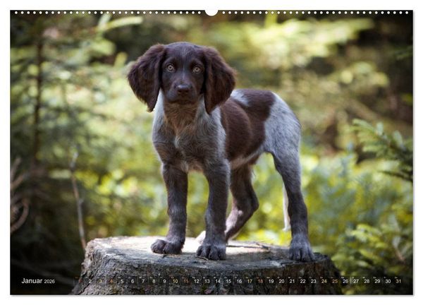 Produktbild: Faszination Jagdhund - Deutsch Langhaar (Wandkalender 2026 DIN A2 quer), CALVENDO Monatskalender