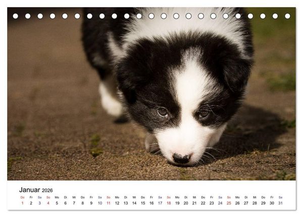 Produktbild: Pfotastische Border Collie Welpen (Tischkalender 2026 DIN A5 quer), CALVENDO Monatskalender