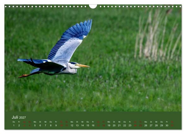 Produktbild: Reiher in der Elbmarsch (Wandkalender 2027 DIN A3 quer), CALVENDO Monatskalender