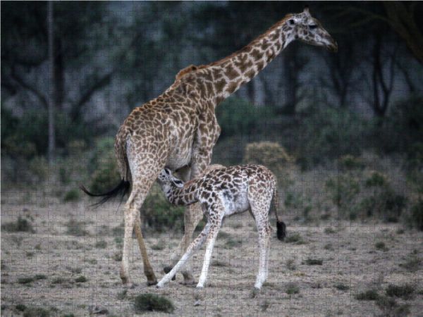 Produktbild: CALVENDO Puzzle Giraffenmutter mit Kind 1000 Teile Lege-Gr&ouml;&szlig;e 64 x 48 cm Foto-Puzzle Bild von Michael Herzog