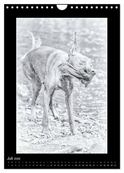 Produktbild: Vizsla-Liebe (Wandkalender 2026 DIN A4 hoch), CALVENDO Monatskalender