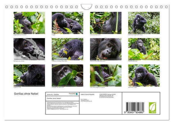 Produktbild: Gorillas ohne Nebel (Wandkalender 2026 DIN A4 quer), CALVENDO Monatskalender
