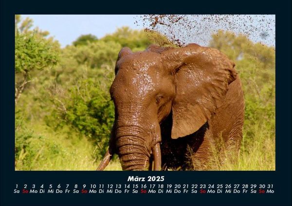 Produktbild: Elefanten 2025 Fotokalender DIN A4
