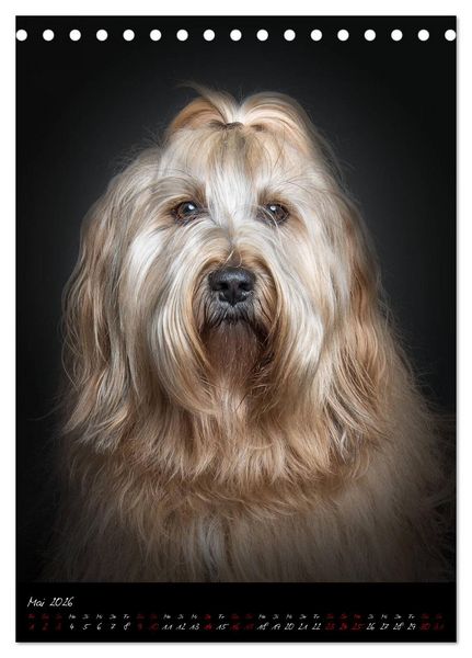 Produktbild: Hunde-Augen-Blicke (Tischkalender 2026 DIN A5 hoch), CALVENDO Monatskalender